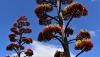 Don’t trash that agave stalk — it could be your next hiking stick