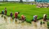 AP Natural Farming Model Wins Praise From Indonesia, Thailand Delegations
