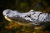 Florida alligator eats invasive python in the Everglades, and the rare turnabout is on video