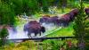 Yellowstone National Park Bison Tosses Tourist Into The Air