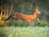 Video game lets you hunt like a wolf to help science