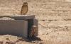 Burrowing owls found safe harbor at a different kind of Arizona farm