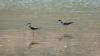 How Utah can protect the 12 million birds that use Great Salt Lake, per new report