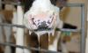Ministry fences off FMD threat at border