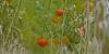 Memphis-founded VINE Foods turns abandoned lots into organic produce farms