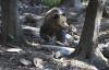 Bear Injures Man in Central Slovak Village, Authorities Issue Warning