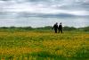 Strong Winds Trigger Yellow Warning in Northwest Iceland