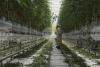 Netherlands Enterprise Agency Organizes Innovation Mission to Bulgaria on Use of Geothermal Energy in Greenhouses