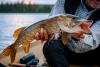 Alaska's warming rivers are helping invasive pike devour more juvenile salmon