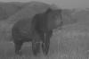 Montana Grizz Cam catches big-headed, 'magnificent' male grizzly after dusk
