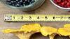 New Hampshire forager finds giant chanterelles, black trumpets, and a lesson in where they grow