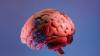 How Indian scientists are mapping the brain's last frontier