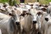 Bananas and Cattle Lead the Agricultural Trade in Panama