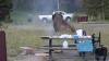 Out of control bison hurls tourist 8 feet in the air during dangerous Yellowstone attack