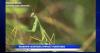 European mantises are now sticking around in Montana