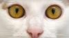 File Photos of HOPE for Brevard non-profit animal rescue in Melbourne      