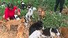 Oklahoma Alliance for Animals assisting with care of dogs on Creek County property