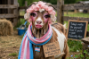 GOP Candidate Warns Of New Threat: Trans Goats In Afghanistan