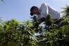 Whatever Nepal decides on cannabis, it should first document its landraces