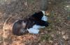 Black bear relocated after days-long wander near Cape Cod, police say