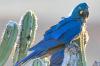 Lear's macaw lives only in Brazil's Bahia, and one conservation hub is fighting to save it