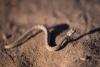 Baby Rattlesnake Danger Myth Debunked: Doctors Are Still Falling For It