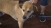 Marlins treat viral dog Jonah to Doggie Dream Day at loan Depot Park