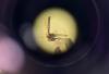 INTERVIEW: Why Europe must leave the “Stone Age” of mosquito protection