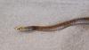 Stowaway snake found after Mexico-to-London flight vanishes, and no passenger saw it