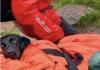 (VIDEO) Labrador Rescued From Ben Nevis, UK's Tallest Mountain, After Owner Feared Dog Would Die From Cannabis