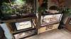 Australian police raid alleged drug house, discover cobra, crocodile, and a bedroom zoo