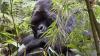How to see mountain gorillas in Rwanda’s Volcanoes National Park