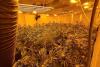 Sophisticated cannabis farm raided by police in Doncaster