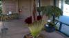 Two stinky corpse flowers are blooming at The Huntington in San Marino