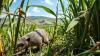 In 1883, Hawaii introduced mongooses to control rats in sugarcane fields. They soon became a far bigger threat to native wildlife