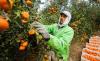 Egyptian Agricultural Products Gain Access to 21 New Export Markets