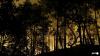 Planes fight fire in Fontainebleau forest near Paris