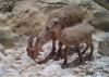 Rare endangered wildlife species documented in Oman’s A’Dhahirah and Al Buraimi reserve