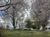President Taft descendent former Ohio Gov. Bob Taft slams Trump plan to devastate D.C. cherry trees