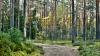 Latvia buys back forest from Swedish owners for 26 million euros