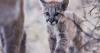 From mountain lions to bees, N.M. cinematographer Lia Nydes captures the delicate lives of wildlife