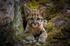 Two orphaned mountain lion cubs, one revived by transfusions, find a home at a New York zoo