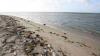 MEPA launches ’Ocean Watch’ app to strengthen coastal waste management