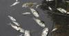 Scientists blamed heat, drought and pollution for massive fish kills in Virginia and Maryland