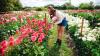 Tickets on sale for beautiful PYO flower fields near Birmingham that people are making 'a tradition'