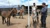 Child jockeys still saddling up at Mongolian festival