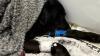 Dog rescued from Ben Nevis after suspected cannabis ingestion by mountain rescue team