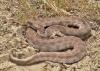 Don’t panic: what Cyprus’s snake experts want you to know