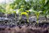 Tennessee-led study finds buoyant microplastics can sink through soil, boosted by UV and humic acid