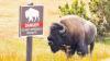 Bison hooks, tosses tourist 8 feet in air at Yellowstone National Park